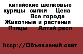 китайские шелковые курицы (силки) › Цена ­ 2 500 - Все города Животные и растения » Птицы   . Алтай респ.